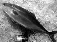 ぶり わらさ 駿河湾の魚 今日の一魚 Fish Of Today Suruga Bay Produce