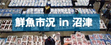 沼津魚市場鮮魚市況